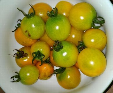 ミニトマトの栄養価の高さと脇芽で苗を増やす方法 食とサプリの健康情報館 Information For Healthy Life And Diet 楽天ブログ