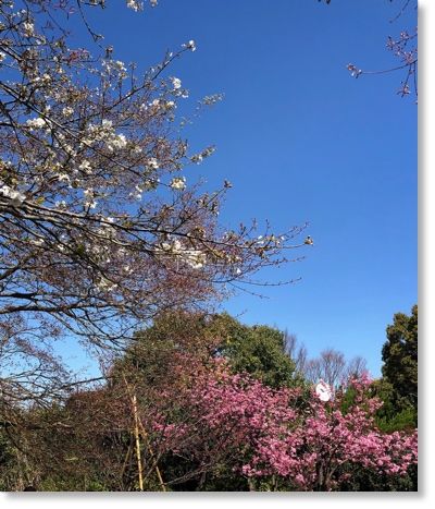 横浜緋桜 末摘む花の雑記帳 楽天ブログ