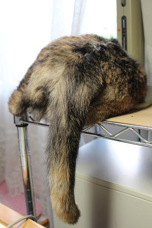 IMG_1369 - コピー.JPG