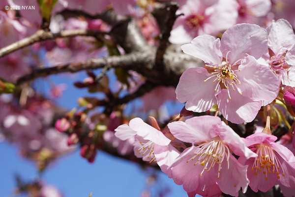 カワヅザクラ（河津桜、バラ科）