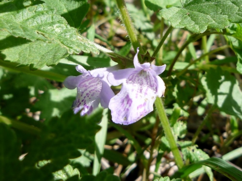 P1150032 (500x374).jpg