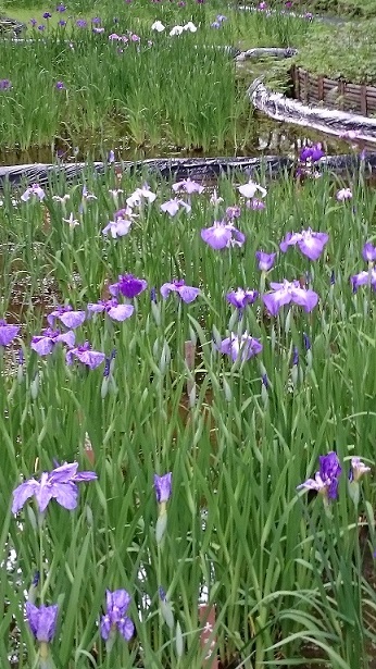 6月6日　明治神宮 菖蒲田　8.JPG