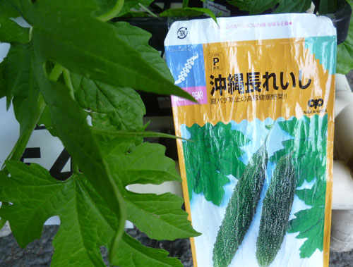 沖縄長れいし１.jpg