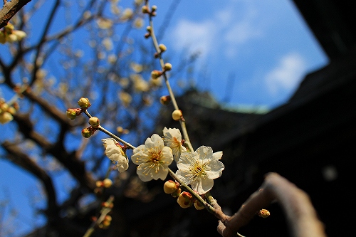 IMG_6643.jpg