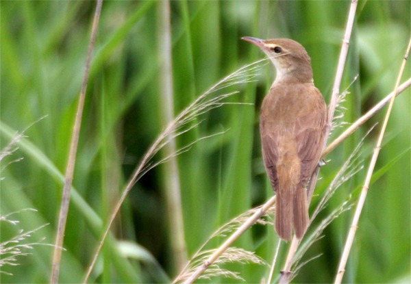 IMG_0435ヨシキリ.jpg