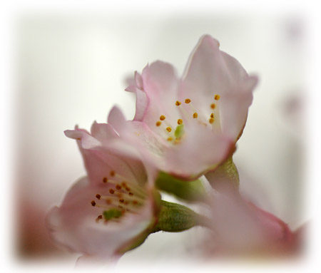 桜５