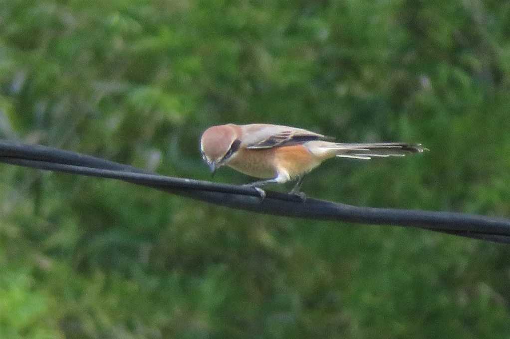 未分類 の記事一覧 なんちゃって 下手の横好き日記 楽天ブログ