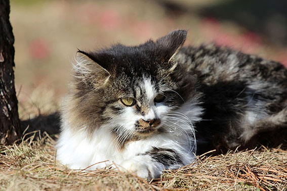 我が家のニャンコ♪2014/12/11-2
