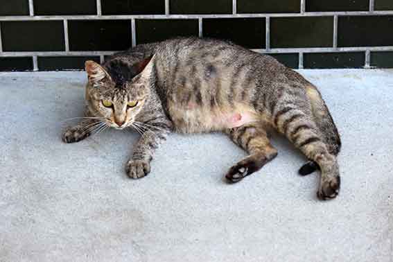 我が家のニャンコ♪2015/8/7-2