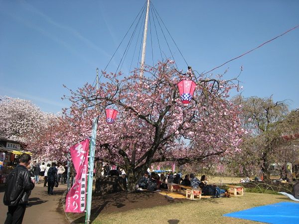 天平の花まつり 姫木平にようこそ 楽天ブログ