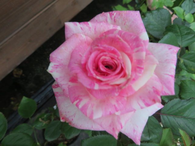 風流なバラ 風月 に癒されて ブラックベリーが続々と ばぁばの薔薇の花園 楽天ブログ