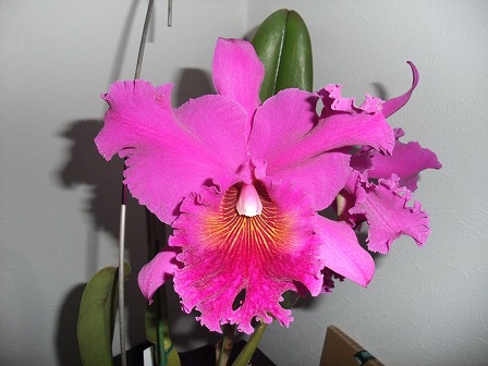 Blc. Norman's Bay 'Low' FCC/RHS 20140531-2