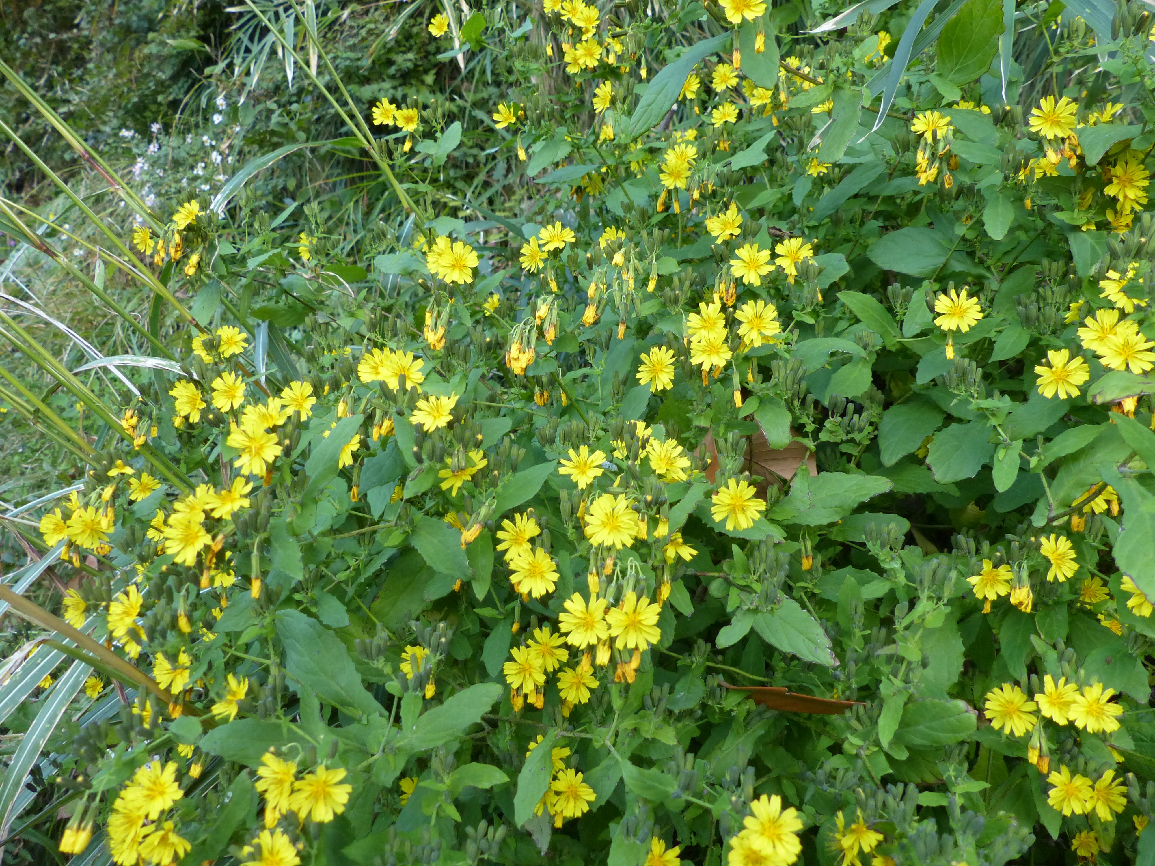散歩道の野草 紫と黄色 爽やかな花 オープンガーデン 楽天ブログ