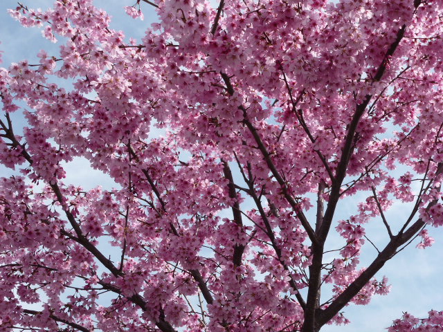 桜 染井吉野 しだれ桜 白 濃いピンク ２種類 薄ピンク ２種類 写真あり 私の好きな花 楽天ブログ