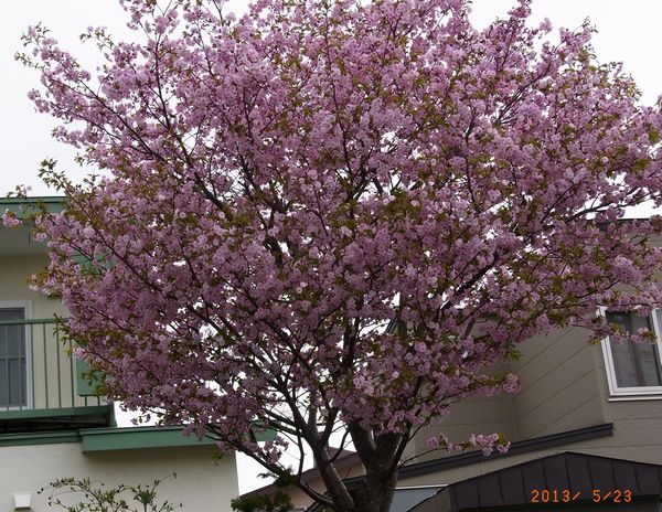 近所のお宅の桜.jpg