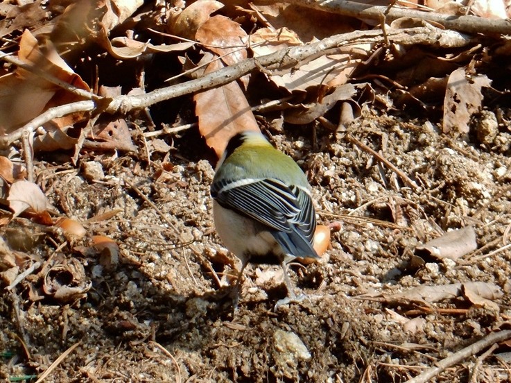 シジュウカラ