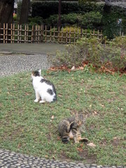 野良猫