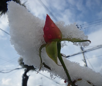 薔薇の蕾