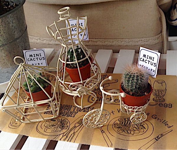 ナチュラルキッチンで多肉 サボテン発見 おさんぽ日和 楽天ブログ