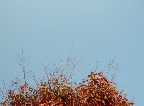 003 (500x368).jpg