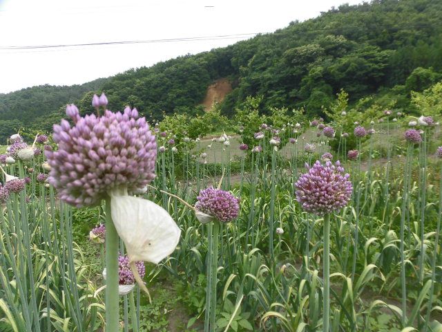 ジャンボニンニク 幡谷自然農園 日記 楽天ブログ