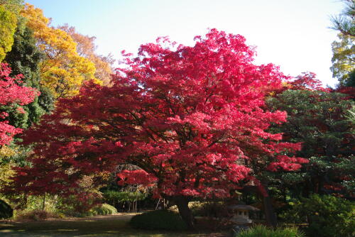 六義園の紅葉