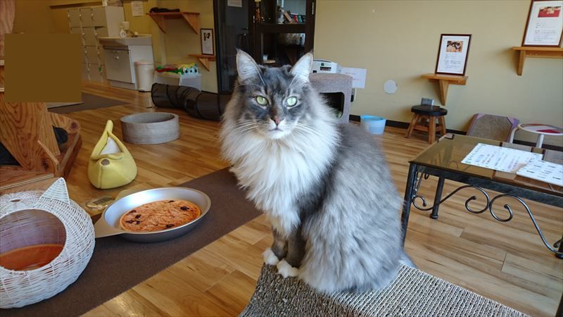 猫カフェBaron@安曇野市穂高に行ってみた。 ラジオ、ときどき