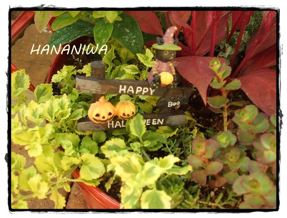 2012_0920トレッサ用寄せ植えとクレマチスの講座とカ0010.JPG
