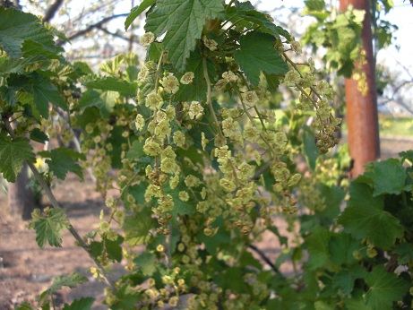 20130508フサスグリの花.jpg