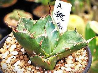 太刺　エキノカクタス　花王丸(太平丸)　接ぎ降ろし(自根)　4.5号鉢送料込 の 人気アイテムランキング 太刺 4.5号鉢 接ぎ降ろし(自根) 花王