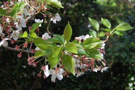 DSC_0459.jpg