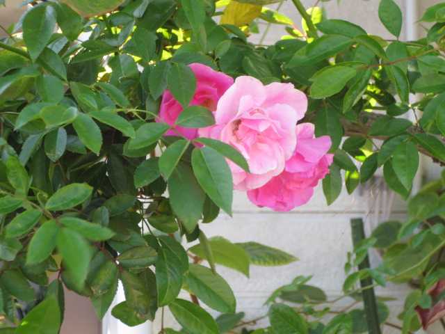 ゞまさかの 春がすみ ツルバラの剪定と消毒 嬉しいお届け物 ばぁばの薔薇の花園 楽天ブログ