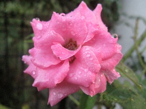 IMG_9663.JPG