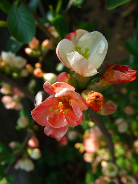 木瓜の花