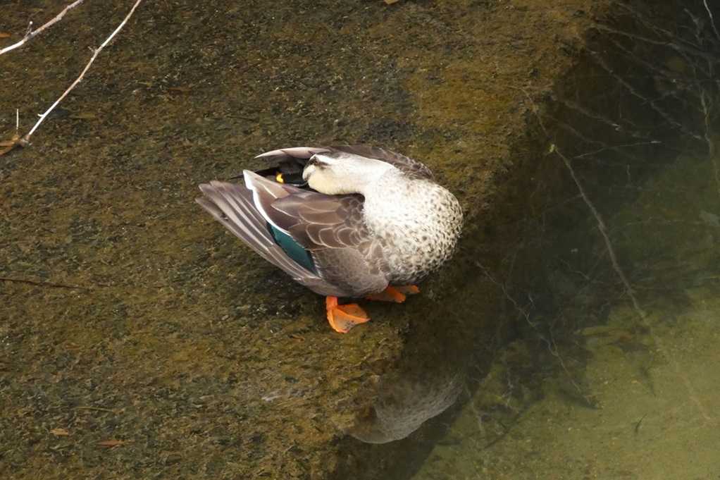 515