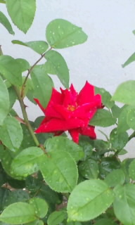庭の草木１.jpg