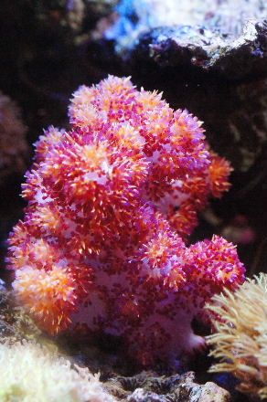 2014_0130ｾﾞﾆｱsp、トゲ0008.JPG