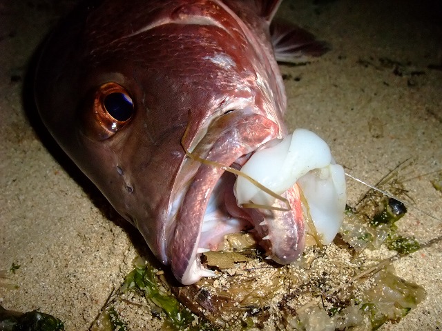 DSCF9152.JPG
