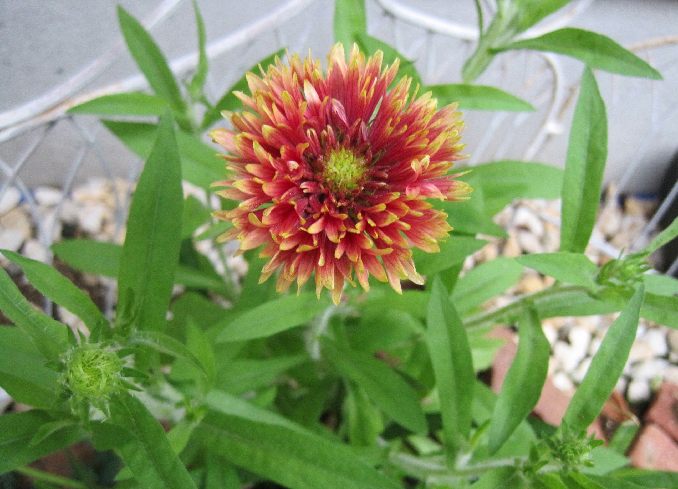 そろそろ夏の花へ ガイラルディア ジニア アゲラタム たねをまく日々 楽天ブログ