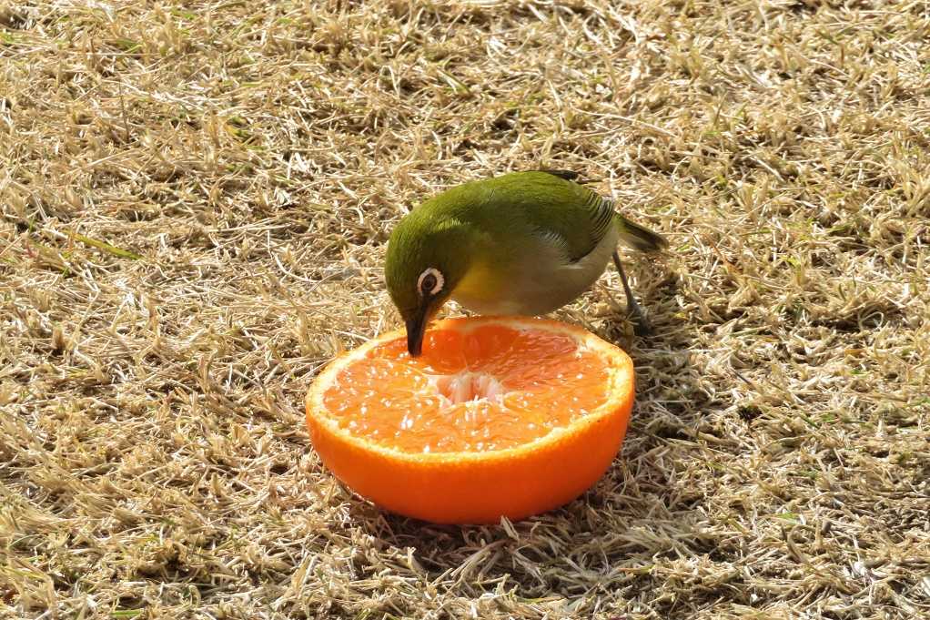 庭の鳥;蜜柑メジロ♂♀、仲良しメシロ。 | 大分金太郎の花鳥蝶月 - 楽天ブログ