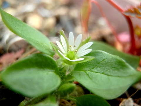 ハコベの花、やや斜め横から見て