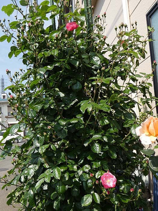 バラの初開花は アンジェラ はじめ11品種 変わってくるバラ庭 バラの美と香りを求めて 楽天ブログ