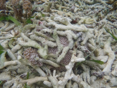 沖縄磯採集2012年9月下旬16　ラッパウニ（Toxopneustes pileolus）