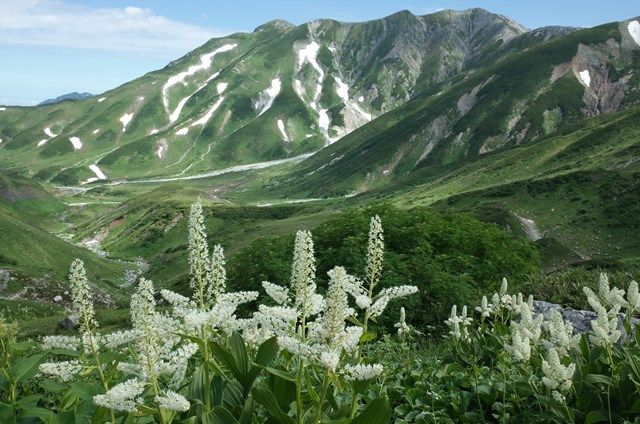 北アルプス・立山（雄山）は、花盛り！ | やまぶろぐ・登る呑む撮る滑る山ブロガー - 楽天ブログ