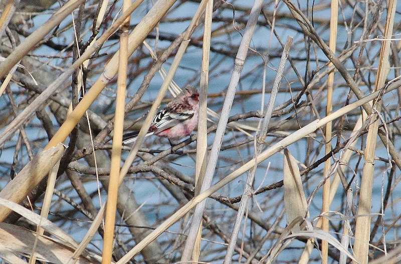 IMG_4633 (800x527).jpg