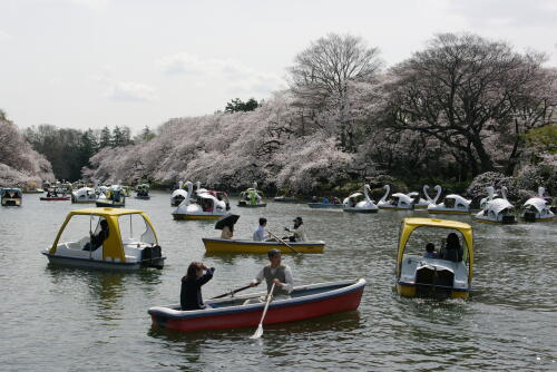 井の頭恩賜公園の桜