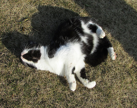 我が家のニャンコ♪2014/12/25-2