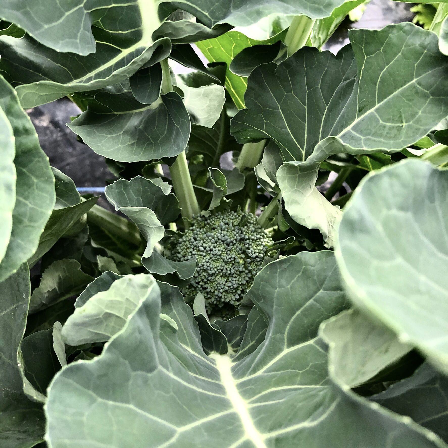 葉 茎 物ーブロッコリー 芽キャベツ ちょろ松の家庭菜園奮闘記 楽天ブログ