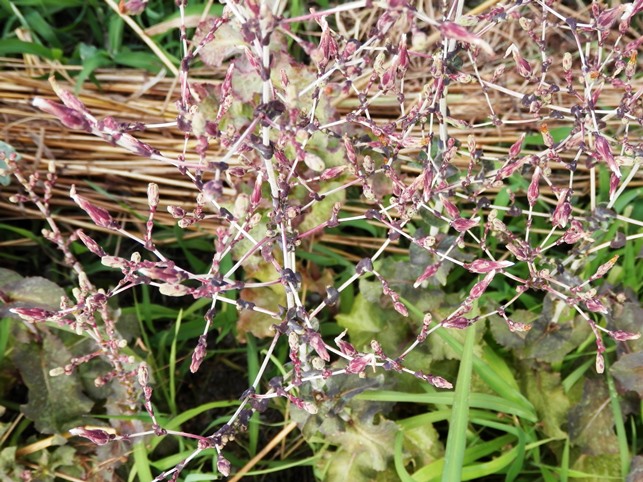 P7180015ﾚﾀｽﾉﾊﾅ.jpg