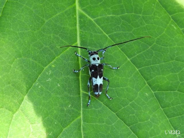 ラミーカミキリ 中国から輸入のラミーについて来た外来種です いねねの趣味三昧 昆虫 野鳥 古寺巡り 読書 木工 語学など 楽天ブログ ラミーカミキリ 中国から輸入のラミーについて来た外来種です いねねの趣味三昧 昆虫 野鳥 古寺巡り 読書 木工 語学など 楽天ブログ
